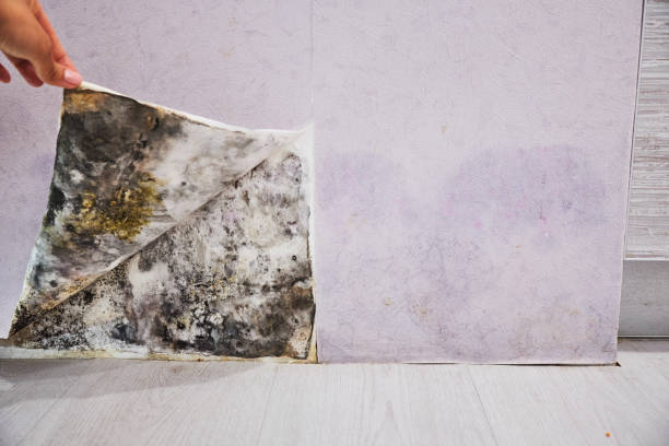 Best Attic Mold Removal  in Kings Point, NY